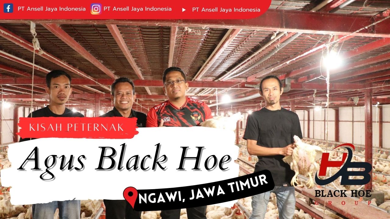 Kisah Sukses Agus Black Hoe, Mantan Polisi Pemilik Farm Broiler Populasi  300.000 dari Kota Ngawi