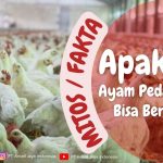 Apakah Ayam Pedaging (Broiler) bisa Bertelur?