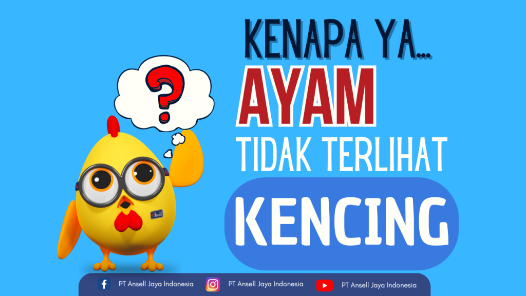 Mengapa Ayam Tidak Pernah Terlihat Kencing?