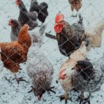 Ayam Kedinginan: Ciri-ciri, Penyebab, dan Dampaknya