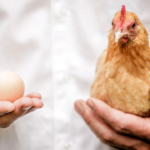 Parthenogenesis: Penyebab Ayam Bisa Bertelur tanpa Dibuahi
