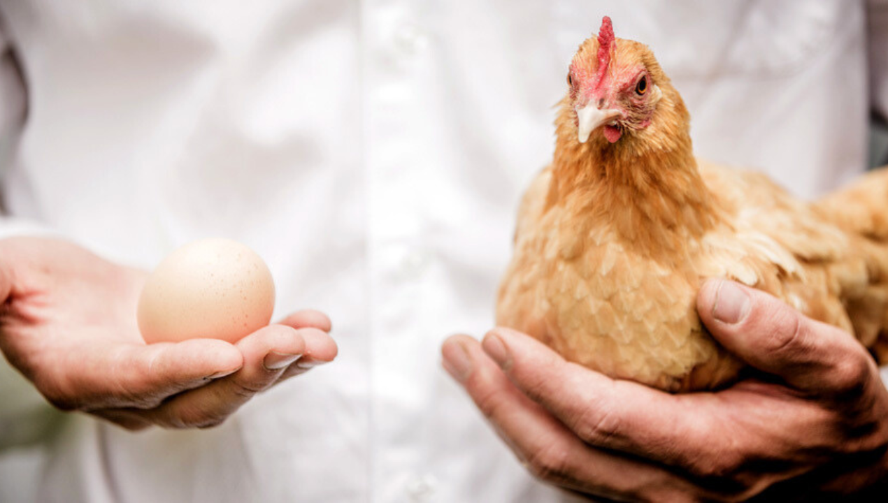 Parthenogenesis: Penyebab Ayam Bisa Bertelur tanpa Dibuahi