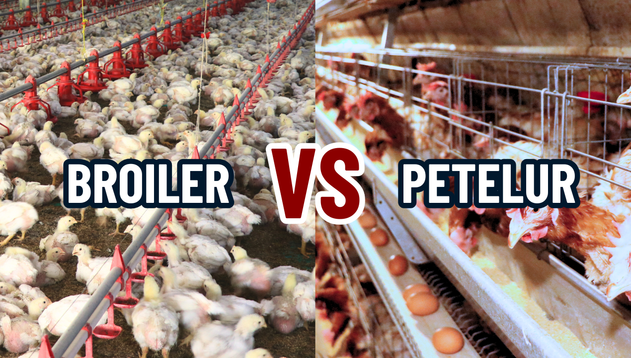 Perbedaan Ayam Kampung dan Ayam Broiler: Mana yang Lebih Unggul?