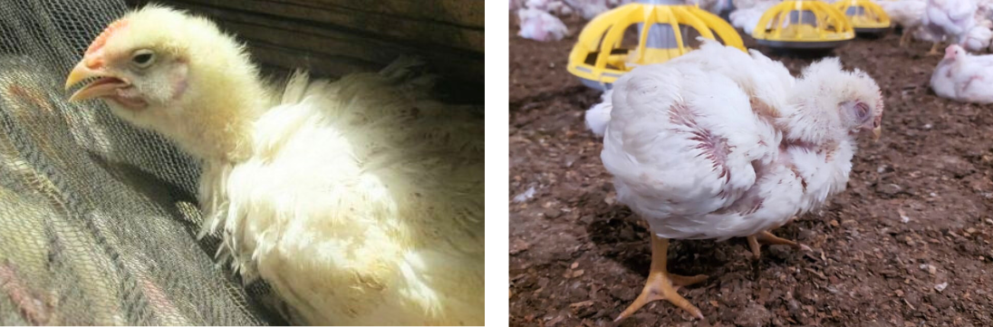 CRD ayam, yuk beralih ke plastik slat
