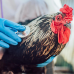 Flu Burung: Teror Mematikan di Kandang Ayam