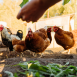 Ayam Lokal Indonesia, Nenek Moyang Ayam di Dunia