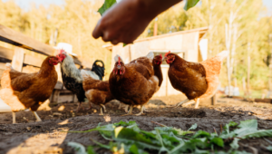 Ayam Lokal Indonesia, Nenek Moyang Ayam di Dunia