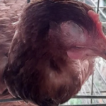 Waspada Coryza! Penyakit Pilek yang Mengancam Ayam