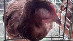 Waspada Coryza! Penyakit Pilek yang Mengancam Ayam