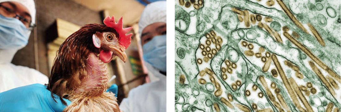 Inspeksi Flu Burung & Virus Avian Influenza