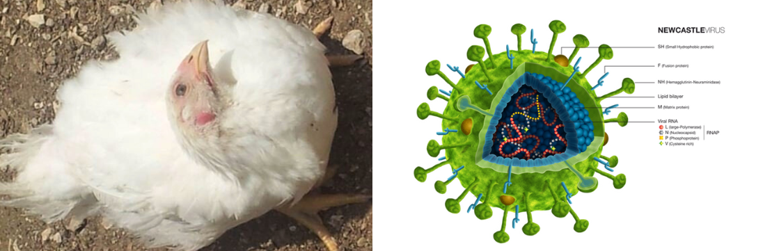 Ayam yang Terinfeksi Newcastle Disease & Virus Avian paramyxovirus