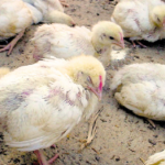 Virus Gumboro, Si Perusak Daya Tahan Tubuh Ayam