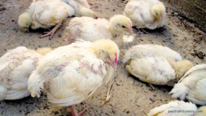 Penyakit Gumboro, Si Perusak Daya Tahan Tubuh Ayam