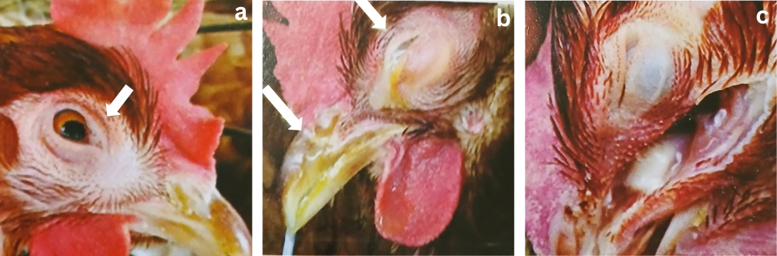 Keadaan Ayam yang Terkena Coryza