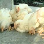 Newcastle Disease: Penyakit Unggas yang Ganas!
