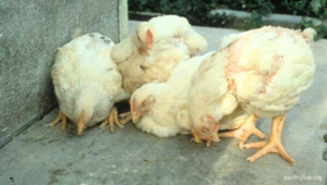 Newcastle Disease: Penyakit Unggas yang Ganas!