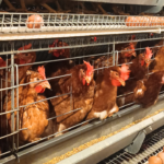 Pemula Wajib Tahu! 5 Tips Sukses Ternak Ayam Petelur