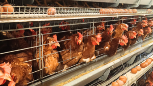 Pemula Wajib Tahu! 5 Tips Sukses Ternak Ayam Petelur