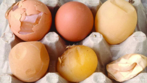 Egg Drop Syndrome, Musuh Produktivitas Ayam Petelur