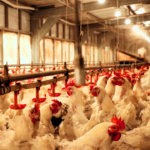 Optimalkan Ternak Ayam Breeder dengan Closed House!