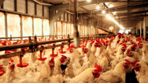 Ayam Breeder Butuh Kandang Closed House Ini Alasannya!