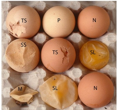 Egg Drop Syndrome, Musuh Ayam Petelur