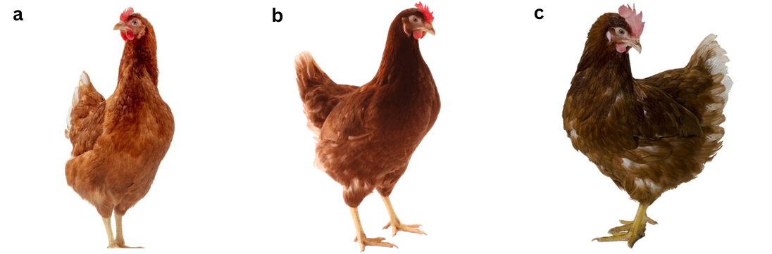Klasifikasi Strain Ayam