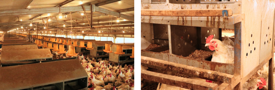 Kupas Tuntas Kandang Closed House untuk Ayam Breeder