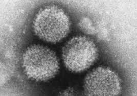 Morfologi Virus Egg Drop Syndrome