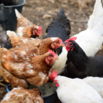 Strain Ayam: Kunci Penting Ternak Ayam Petelur