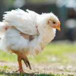 Kenali Gejala & Cara Mengatasi Heat Stress pada Ayam