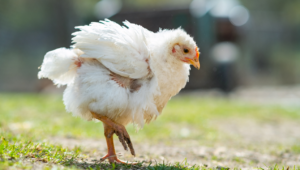 Kenali Gejala & Cara Mengatasi Heat Stress pada Ayam