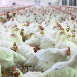 Ayam Broiler Punya 3 Fase Pertumbuhan, Ini Penjelasannya!