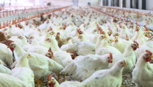 Ayam Broiler Punya 3 Fase Pertumbuhan, Ini Penjelasannya!