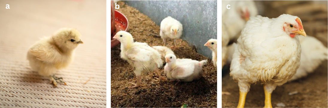 Mengenal Fase Pertumbuhan Ayam Broiler Starter, Grower, dan Finisher