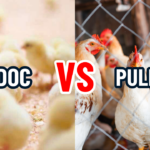 DOC & Pullet: Pilihan Awal dalam Beternak Ayam Petelur