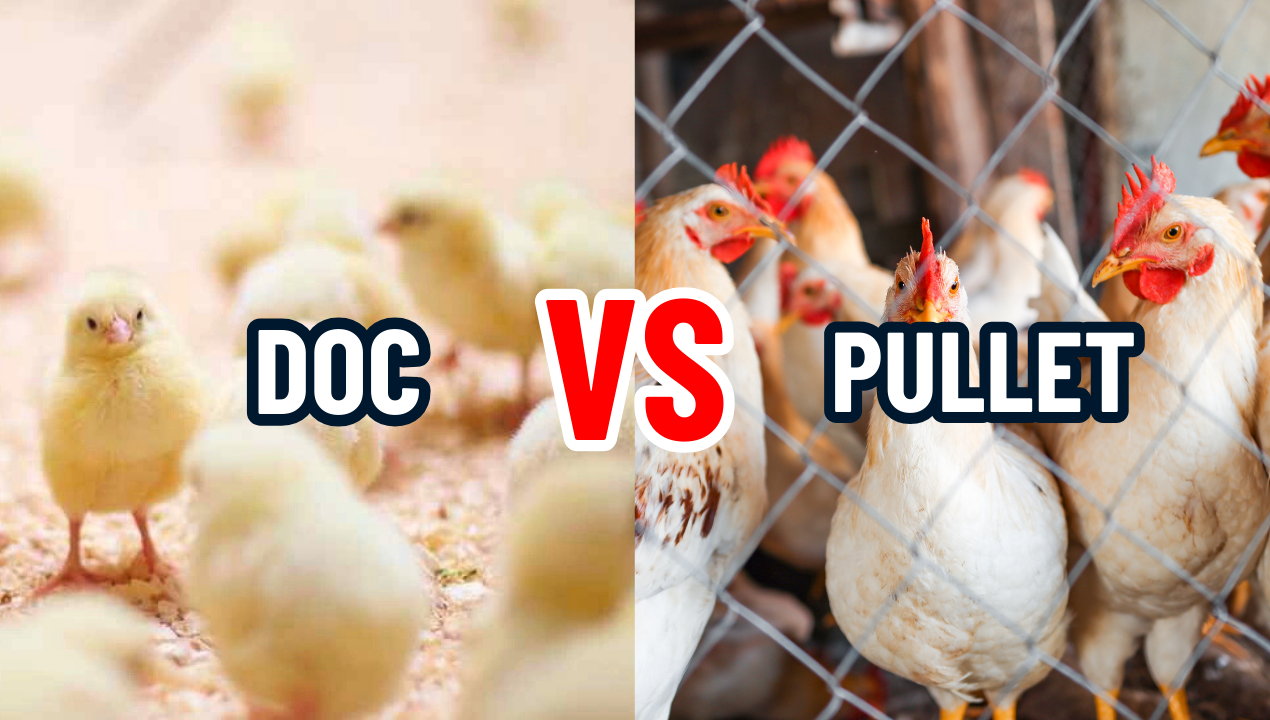 DOC & Pullet Pilihan Awal dalam Beternak Ayam Petelur by Ansell Jaya
