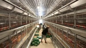 Pentingnya Peran Anak Kandang di Peternakan Ayam