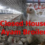 Terampil Mengoperasikan “Broiler Closed House”