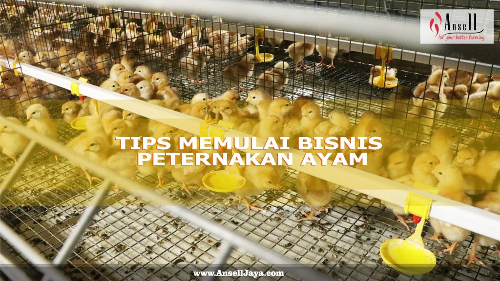 Tips Memulai Bisnis Ternak Ayam