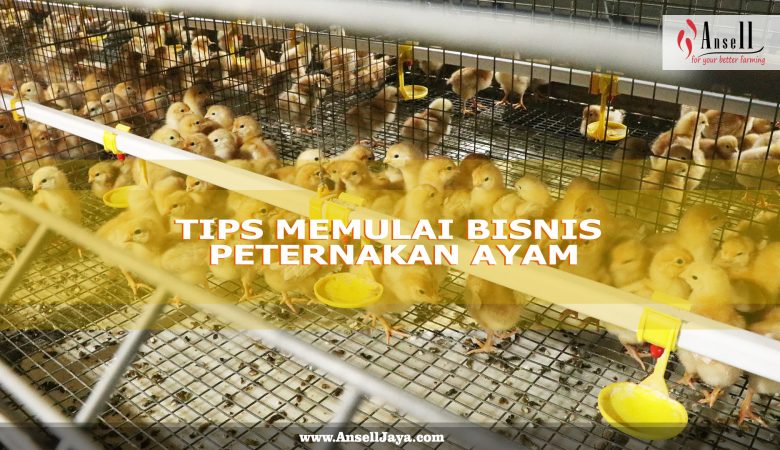 Tips Memulai Bisnis Peternakan Ayam