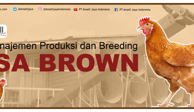 Manajemen Produksi dan Breeding Ayam Layer Strain Isa Brown di Indonesia